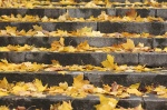 "Autumn Fugue" (jnm_ua on flickr.com)